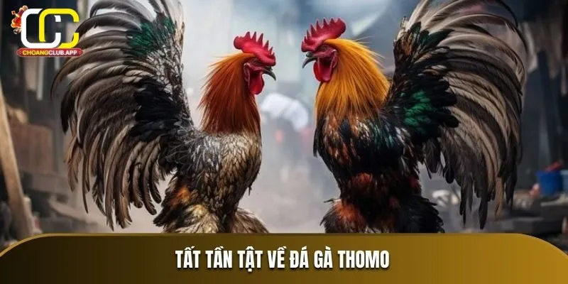 Giới Thiệu Về Đá Gà Thomo Và Choangclub